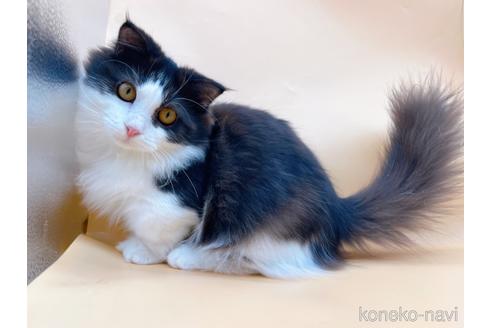 成約済の東京都のマンチカン-31107の5枚目