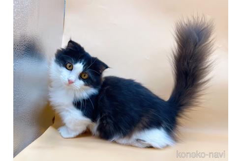 成約済の東京都のマンチカン-31107の3枚目