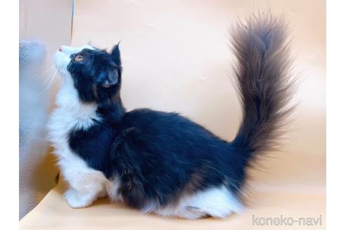 成約済の東京都のマンチカン-31107の2枚目