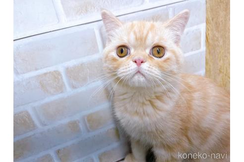 成約済の東京都のエキゾチックショートヘア-35631の6枚目