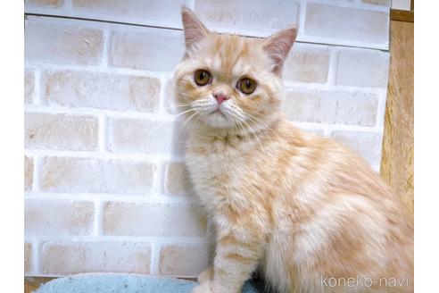 成約済の東京都のエキゾチックショートヘア-35631の11枚目