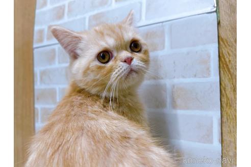 成約済の東京都のエキゾチックショートヘア-35631の10枚目