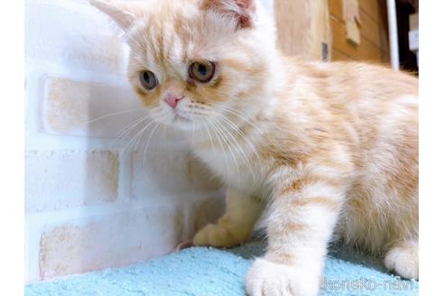 成約済の東京都のエキゾチックショートヘア-35631の8枚目