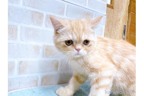 成約済の東京都のエキゾチックショートヘア-35631の7枚目