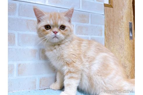 成約済の東京都のエキゾチックショートヘア-35631