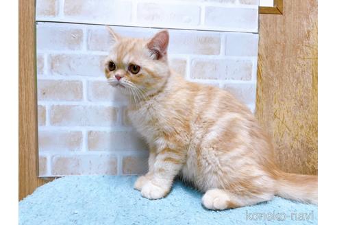 成約済の東京都のエキゾチックショートヘア-35631の5枚目