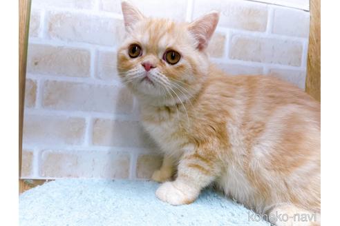 成約済の東京都のエキゾチックショートヘア-35631の4枚目