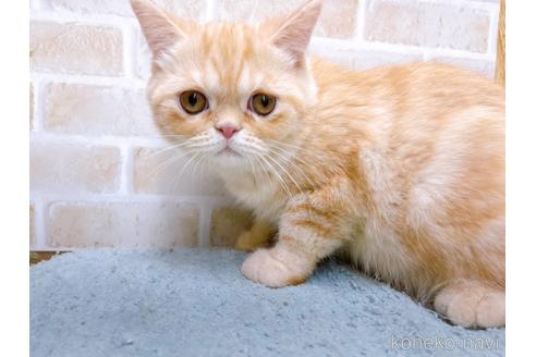 成約済の東京都のエキゾチックショートヘア-35631の3枚目