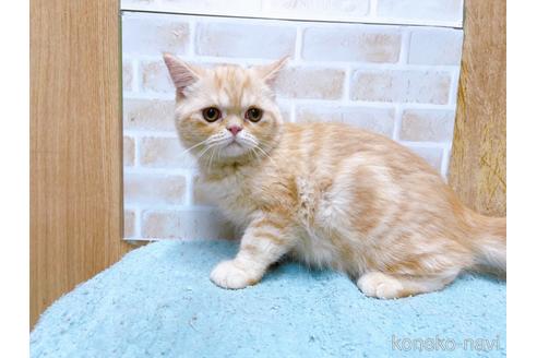 成約済の東京都のエキゾチックショートヘア-35631の2枚目