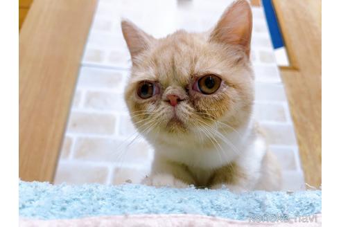 成約済の東京都のエキゾチックショートヘア-32106の9枚目