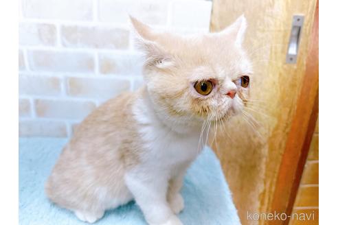 成約済の東京都のエキゾチックショートヘア-32106の7枚目