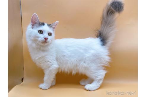 成約済の東京都のサイベリアン-32108