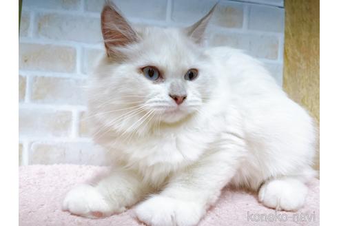 成約済の東京都のラグドール-34507の22枚目