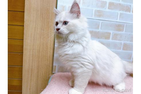 成約済の東京都のラグドール-34507の21枚目