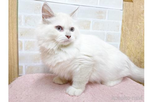 成約済の東京都のラグドール-34507の20枚目