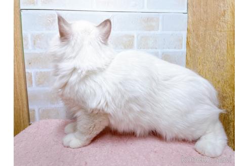 成約済の東京都のラグドール-34507の19枚目