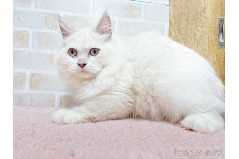 成約済の東京都のラグドール-34507の18枚目