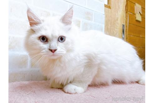 成約済の東京都のラグドール-34507の17枚目