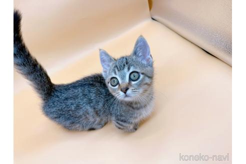 成約済の東京都のジェネッタ-37913の2枚目