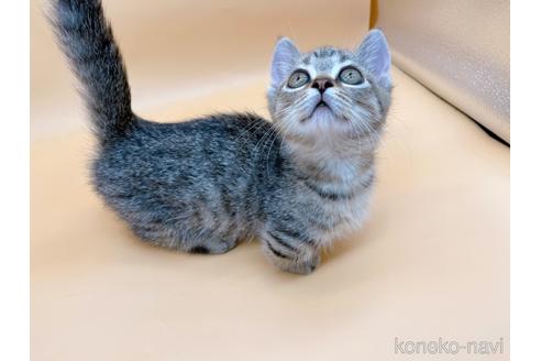 成約済の東京都のジェネッタ-37913の3枚目