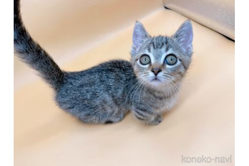 成約済の東京都のジェネッタ-37913の1枚目