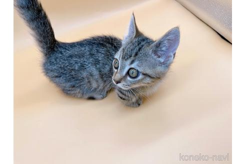 成約済の東京都のジェネッタ-37913の4枚目