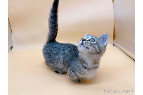 成約済の東京都のジェネッタ-37913の5枚目