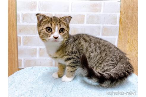 成約済の東京都のスコティッシュフォールド-37811の2枚目