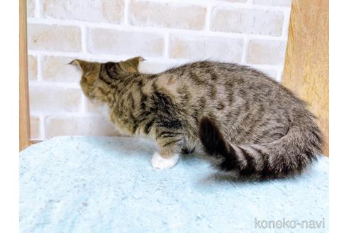 成約済の東京都のスコティッシュフォールド-37811の3枚目