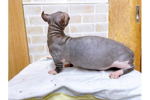 成約済の東京都のその他の猫種-25956の22枚目