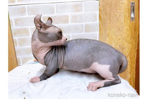 成約済の東京都のその他の猫種-25956の21枚目