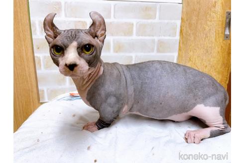 成約済の東京都のその他の猫種-25956の20枚目