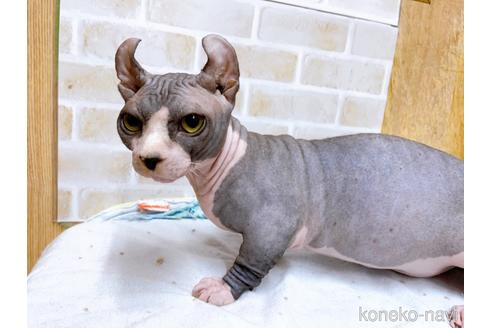 成約済の東京都のその他の猫種-25956の18枚目