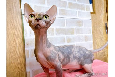 成約済の東京都のその他の猫種-23279の4枚目