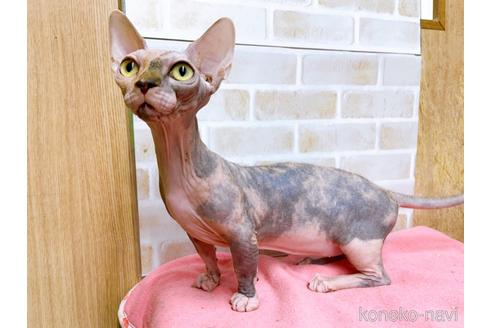 成約済の東京都のその他の猫種-23279の3枚目