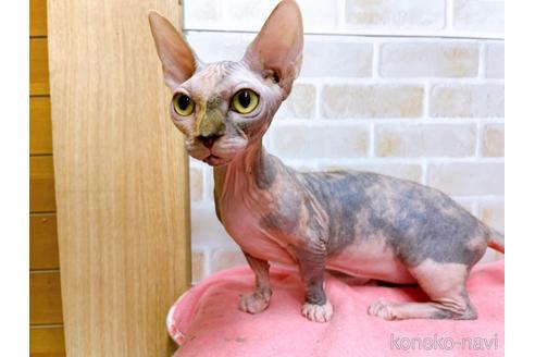 成約済の東京都のその他の猫種-23279の2枚目