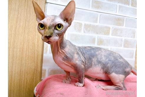 成約済の東京都のその他の猫種-23279