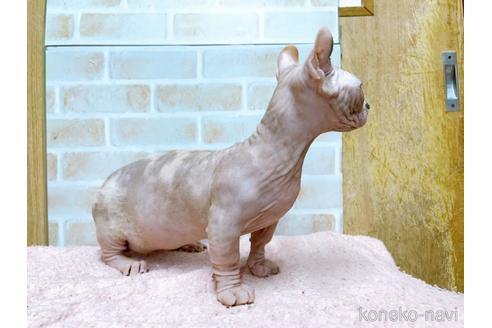 成約済の東京都のその他の猫種-31114の45枚目