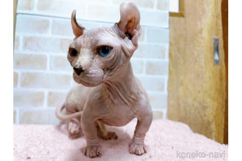 成約済の東京都のその他の猫種-31114の44枚目