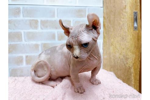 成約済の東京都のその他の猫種-31114の41枚目