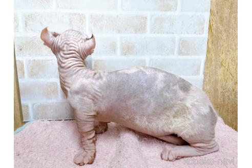 成約済の東京都のその他の猫種-31114の42枚目