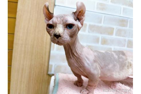 成約済の東京都のその他の猫種-31114の43枚目