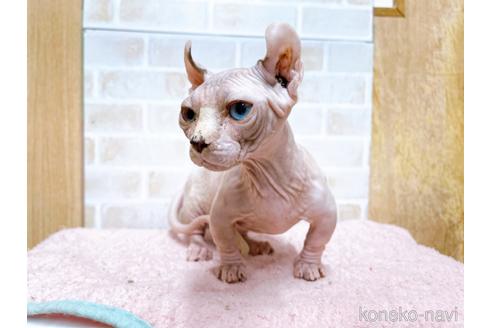 成約済の東京都のその他の猫種-31114の40枚目