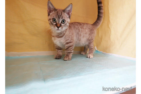 成約済の東京都のマンチカン-36068の3枚目