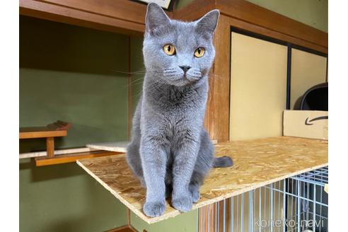 成猫のブリティッシュショートヘアを探す 子猫ブリーダーナビ