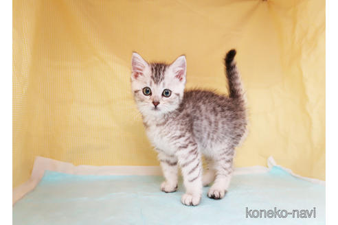 成約済の東京都のスコティッシュフォールド-38249の2枚目