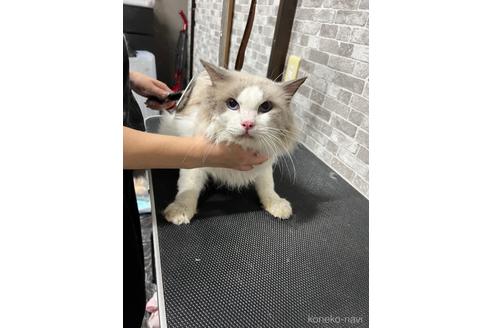 信長くん1枚目
