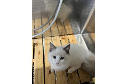 ラキちゃん1枚目