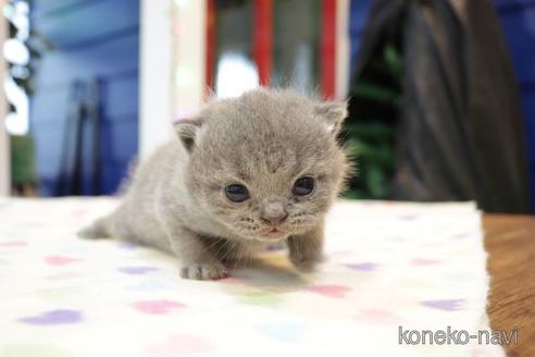 成約済の大阪府のブリティッシュショートヘア-39236の20枚目