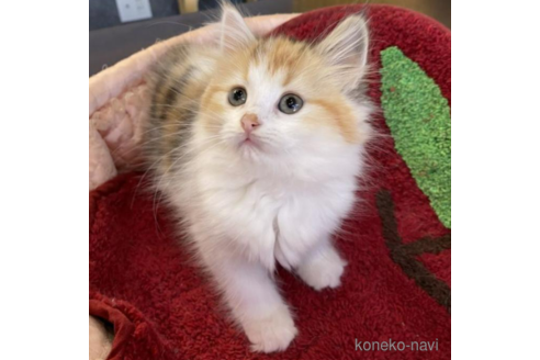 ラガマフィンの子猫を探す 子猫ブリーダーナビ